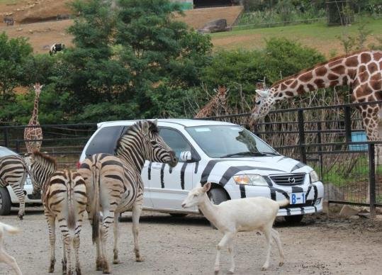 🦁 도호쿠 사파리 파크 이미지 5